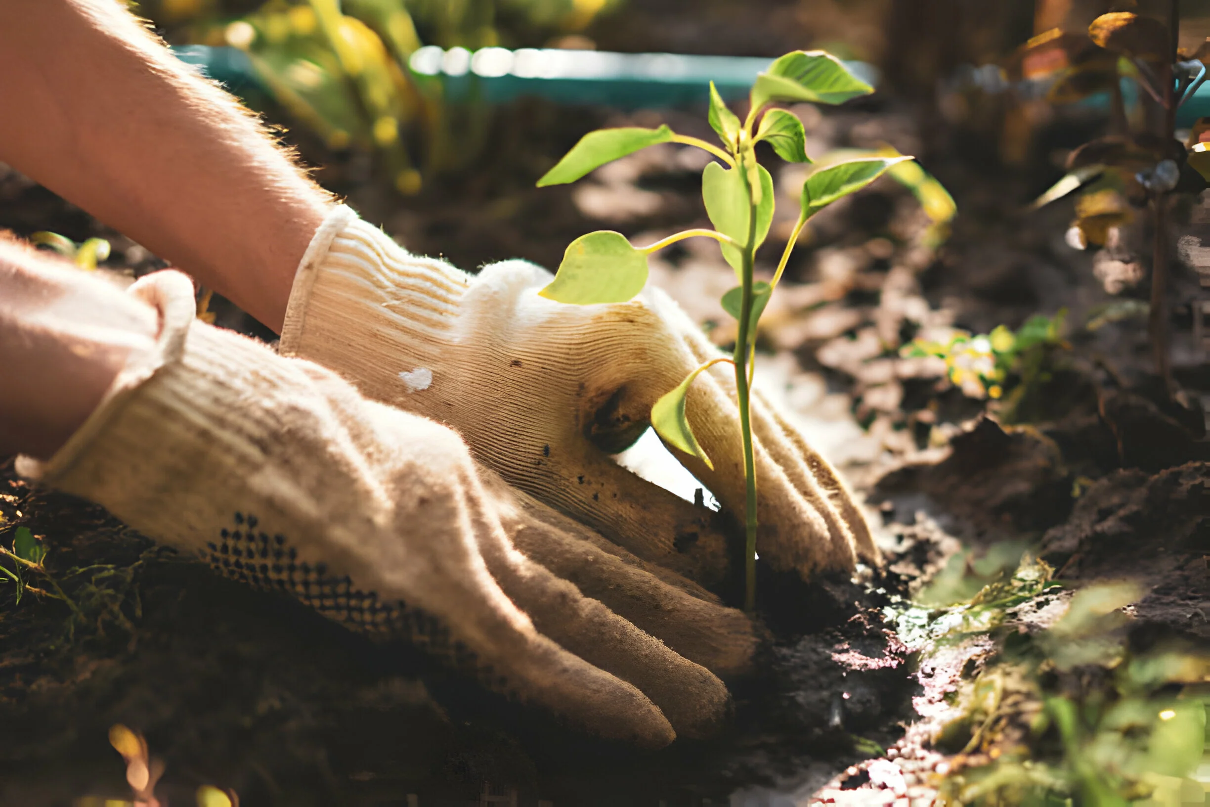 Grow Your Dreams With Seedsw