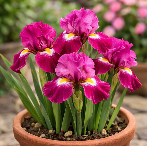 Product image 55
