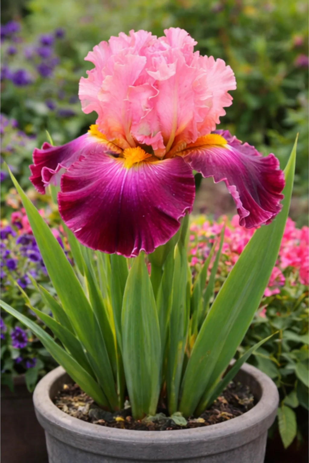 Product image 70